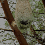 Biomimétisme, Bioinspiration : concevoir des enveloppes inspirées du vivant pour le bâtiment