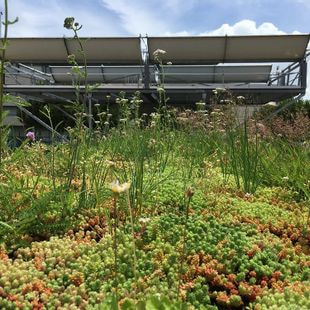 toit végétalisé avec des plantes vertes