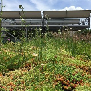 toit végétalisé avec des plantes vertes